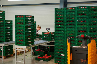 Tomaten Verarbeitung nach der Ernte - Biogemüse Hegau