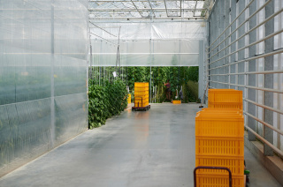 Ernte im Gewächshaus - Biogemüse Hegau