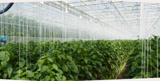 Gewächshaus - Biogemüse Hegau