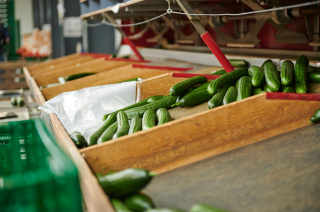 Gurken Sortierung - Biogemüse Hegau