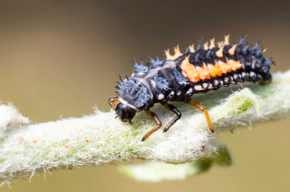 Nützlinge im Gemüseanbau - Biogemüse Hegau